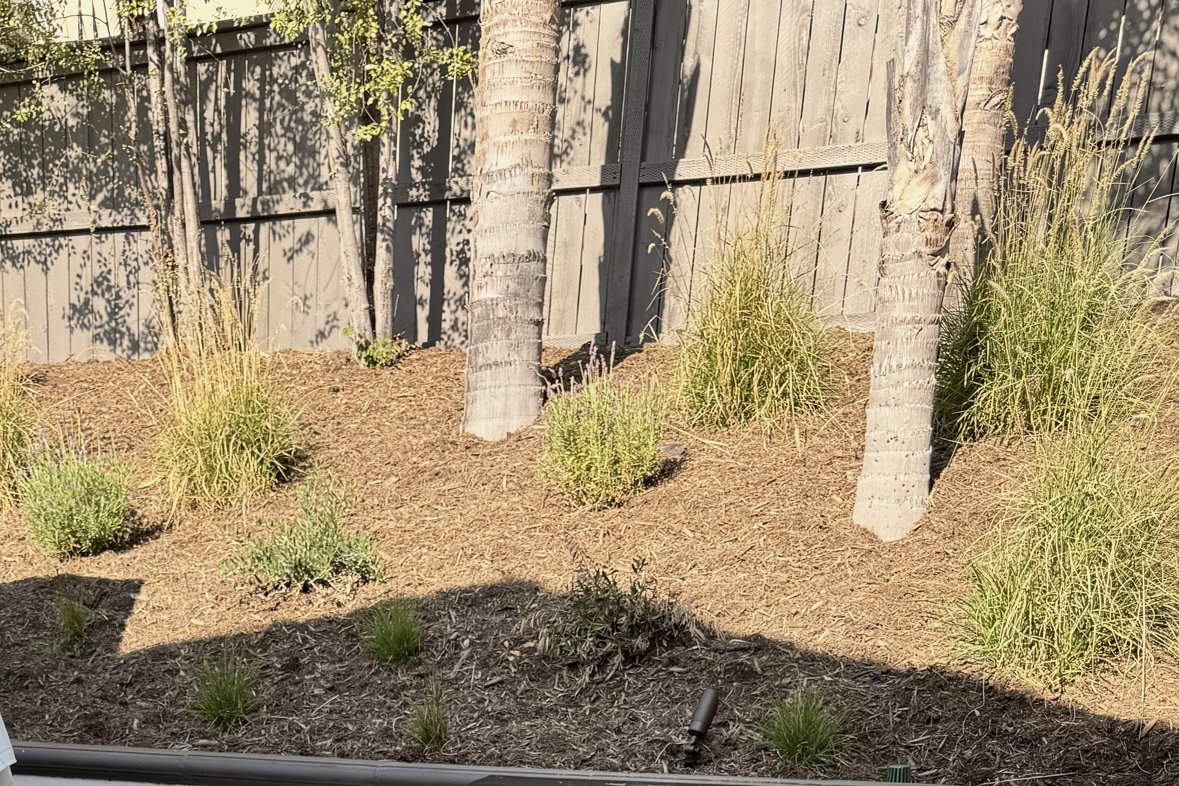 Drought-tolerant landscape, Orange County